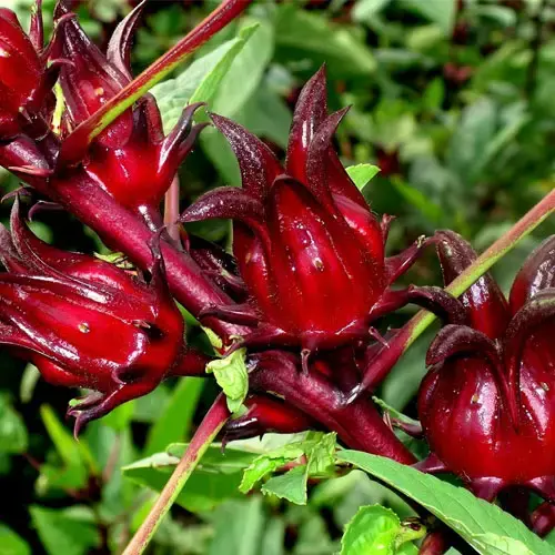 Hibisco 100g