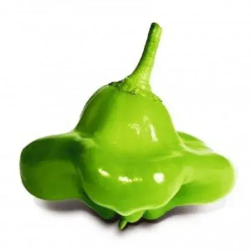 Pimenta Cambuci 10kg