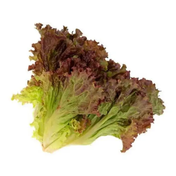 Alface Roxa