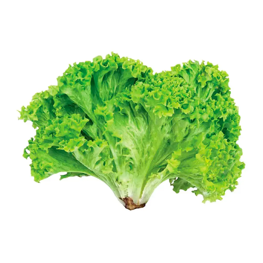 Alface Crespa